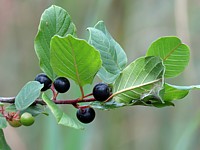 Bourdaine, rhamnus frangula