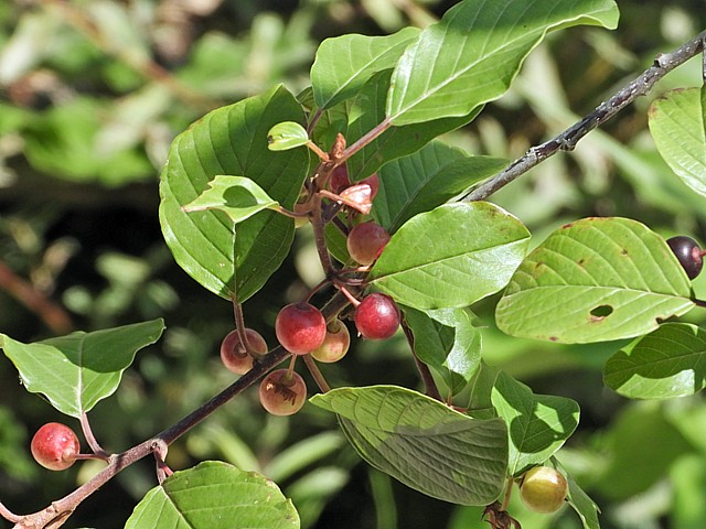 Bourdaine, rhamnus frangula
