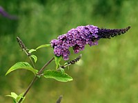 Buddleia de David, buddleja davidii