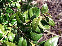 Buis, buxus sempervirens