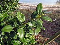 Buis, buxus sempervirens