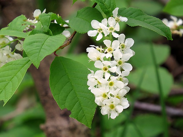 Cerisier à grappes, prunus padus