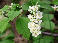 Merisier, prunus avium