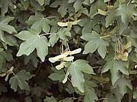 Erable champêtre, acer campestre