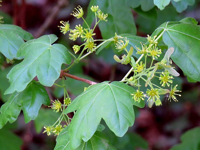 Erable champtre, les samares - acer campestre