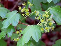 Erable champêtre, les fleurs