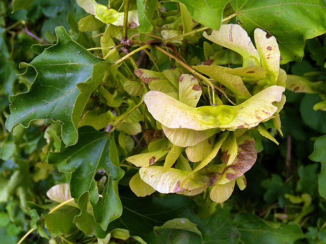 Erable champtre, les samares - acer campestre