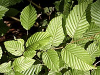 Charme, carpinus betulus