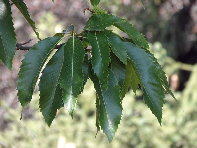 Châtaignier, castanea sativa