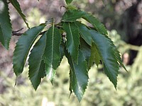 Châtaignier, castanea sativa