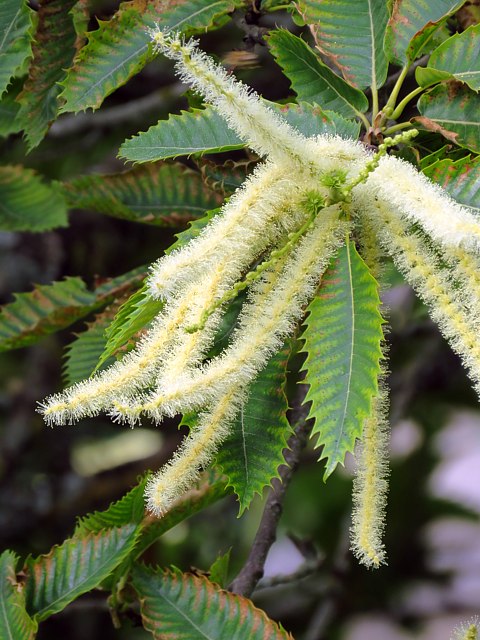 Fleurs du chtaignier