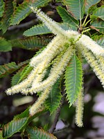 Fleurs du châtaignier