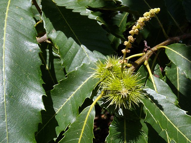Fruits du chtaignier