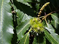 Châtaignier, castanea sativa