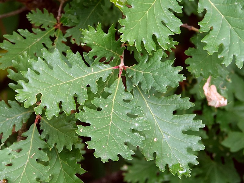 Ch�ne pubescent, quercus pubescens