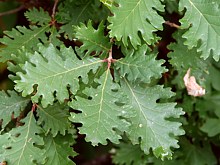 Chêne pubescent, quercus pubescens