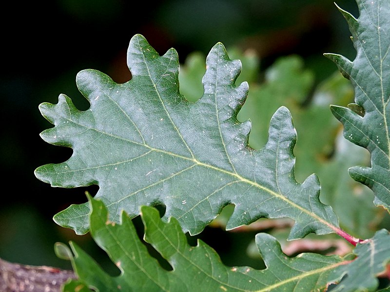 Ch�ne pubescent, quercus pubescens