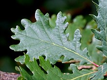 Chêne pubescent, quercus pubescens