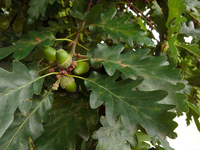 Chne sessile, quercus sessiliflora