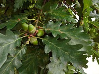 Chêne sessile, chêne rouvre, quercus sessiliflora
