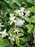 Clématite des haies, clematis vitalba