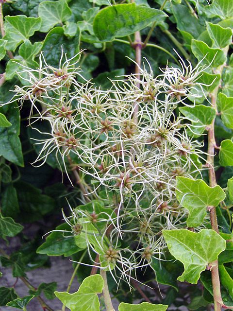 Clmatite des haies, clematis vitalba