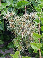 Clématite des haies