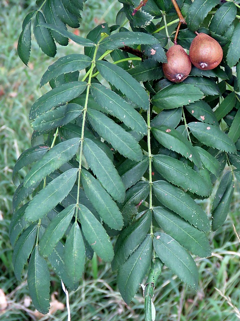 Cormier, sorbus domestica