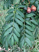 Cormier, sorbus domestica
