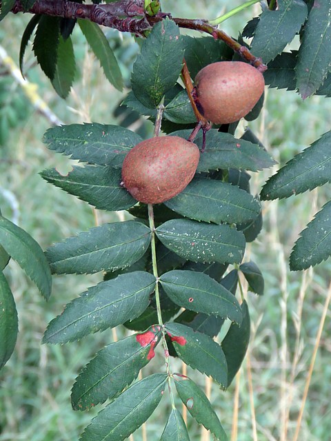 Fruits du cormier