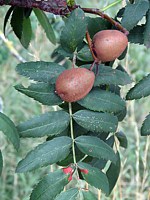 Cormier, sorbus domestica