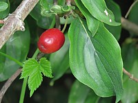 Cornouiller mâle, cornus mas