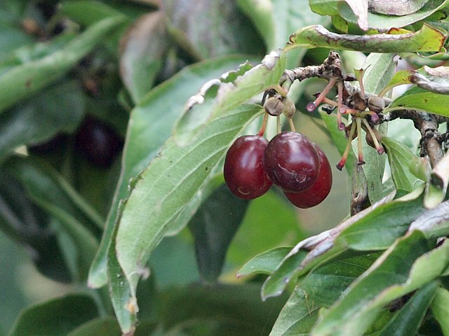 Cornouiller mle, corniolo maschio