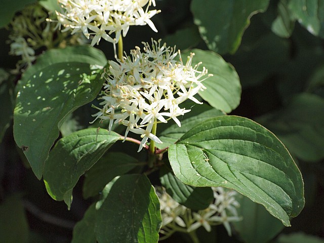 Cornouiller sanguin, cornus sanguinea