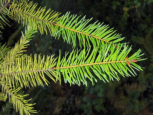 Douglas vert, pseudotsuga douglasii