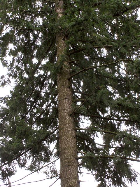 Douglas vert, pseudotsuga douglasii
