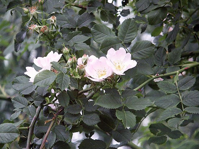 Eglantier, rosa canina