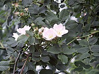 Eglantier, rosa canina
