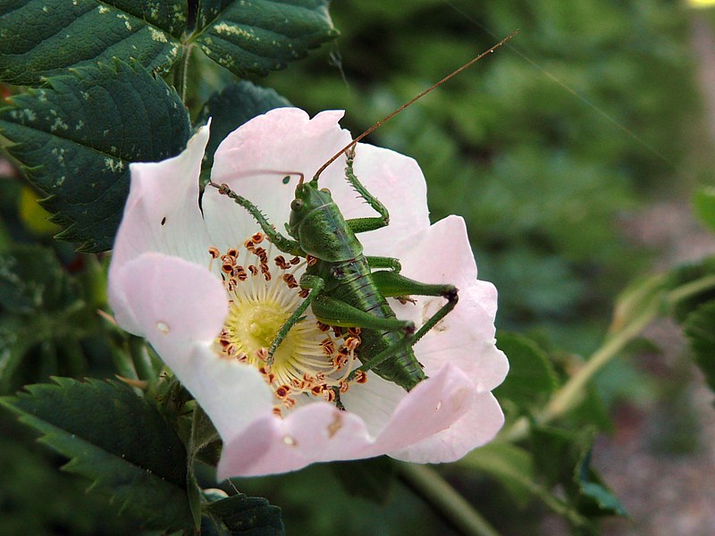 Sauterelle et fleur d'�glantier