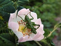 un lit pour sauterelle