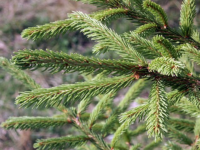 Epica, picea abies