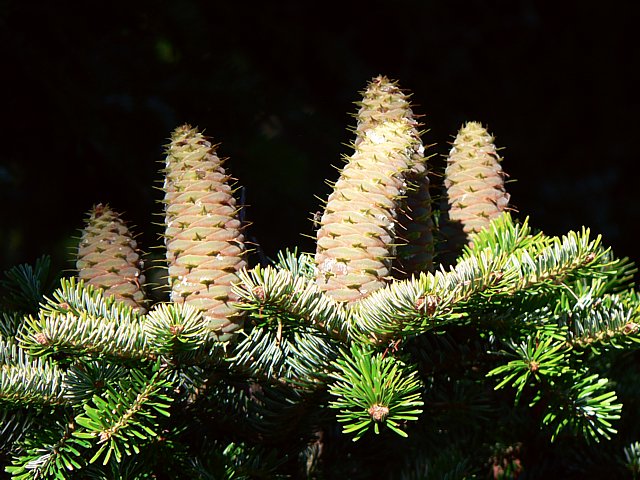 Epica, picea abies