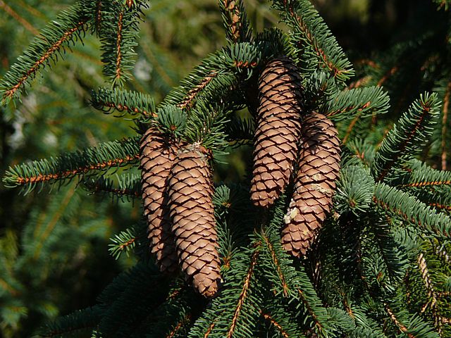 Epicéa commun - picea abies
