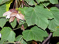 Erable à feuilles d'obier, acer opalus