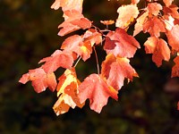 Erable à feuilles d'obier, acer opalus
