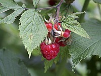 Framboisier, rubus idaeus