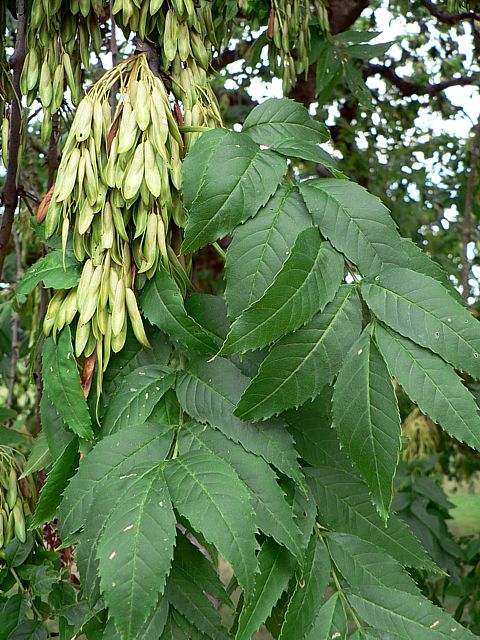 Frne commun, fraxinus exelsior