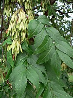 Frêne, fraxinus exelsior