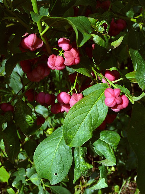 Fusain, euonymus europaeus