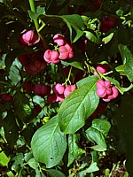 Fusain d'Europe, euonymus europaeus